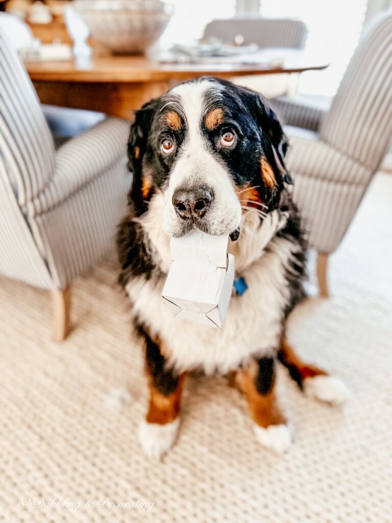 Bernese Mountain Dog with box in her mouth sitting on white rug looking up in dining room.