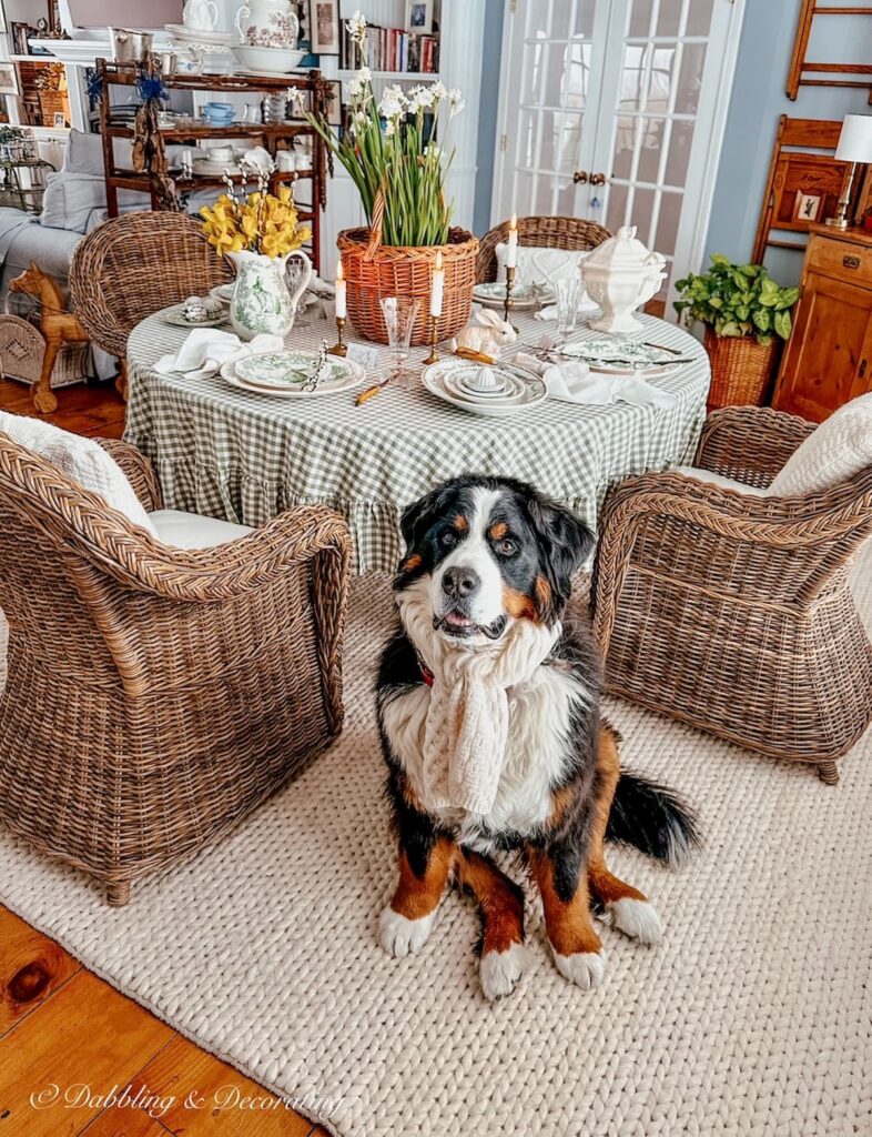 Bernese Mountain Dog sitting in front of Easter tablescape on round dining table vs. rectangular for spring with wicker chairs and green and white decorations.