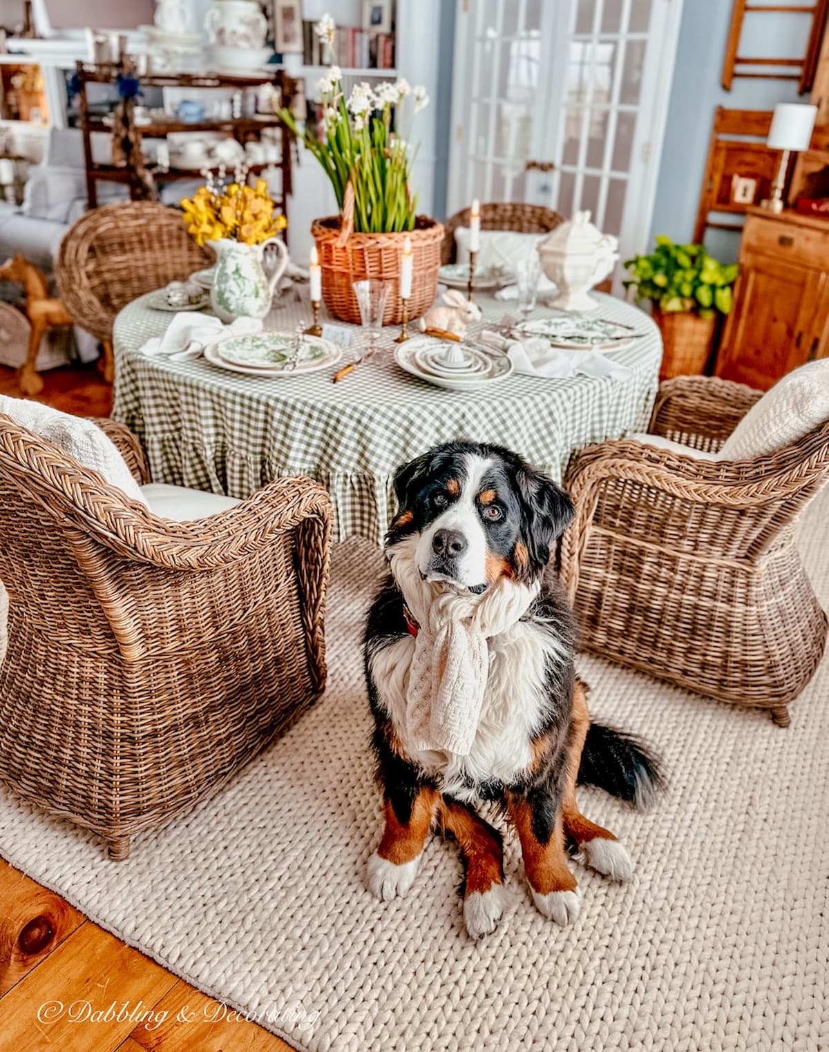 Bernese Mountain Dog sitting in front of Easter tablescape in dining room for spring with wicker chairs and green and white decorations.