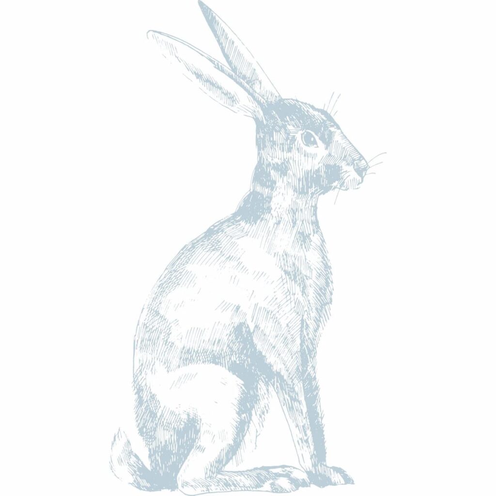 Rabbit