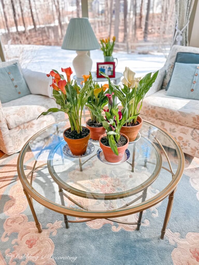 Cala Lilly's in terracotta decor pots on glass coffee table in vintage blue inspired sunroom.