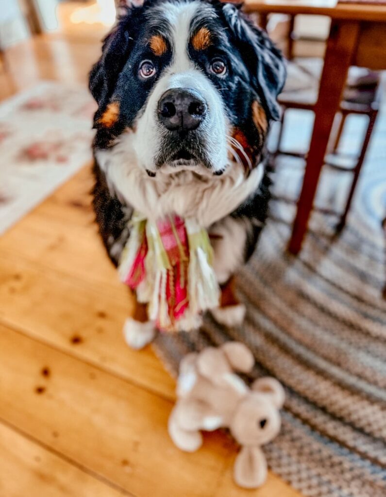 Bernese Mountain Dog with stuffed dog from goodwill store.