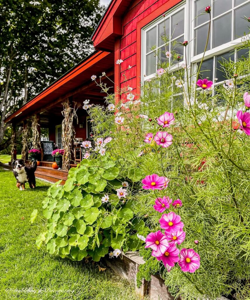 Pink flowers in fall outdoor garden next to red house porch and Bernese Mountain Dog running.