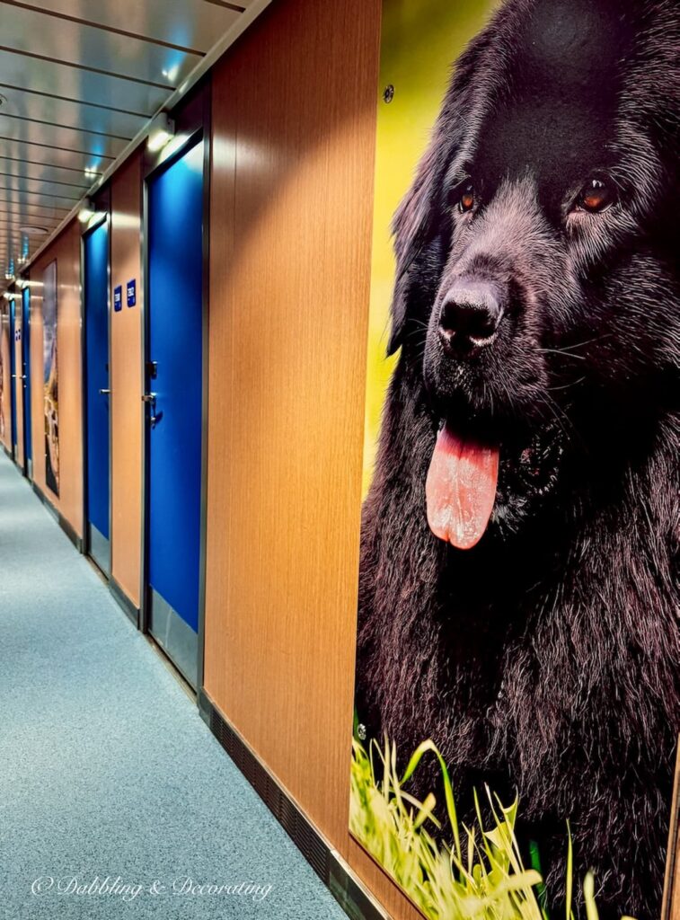 Pet friendly hallway with cabins on Maritime Atlantic Ferry to Newfoundland with Newfoundland dog picture on wall.