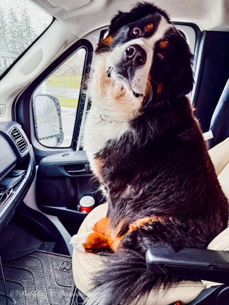 Ella, Bernese Mountain Dog riding shot gun in RV on antiquing road trip through Nova Scotia.