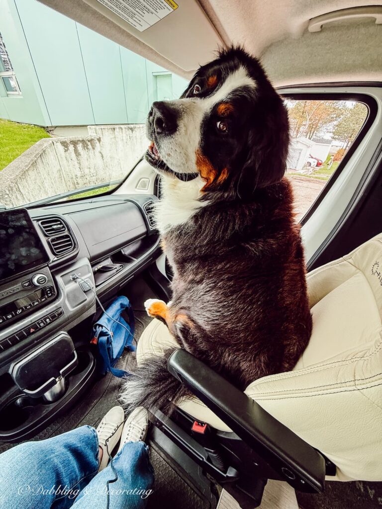 Ella, Bernese Mountain Dog riding shot gun in RV on antiquing road trip through Nova Scotia.