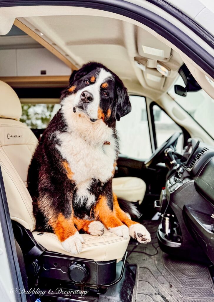 Ella, Bernese Mountain Dog riding shot gun in RV on antiquing road trip through Nova Scotia.