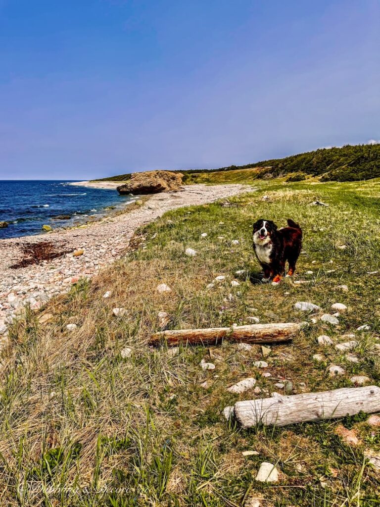 Bernese Mountain Dog on the beach at Arches Provincial Park in Newfoundland.