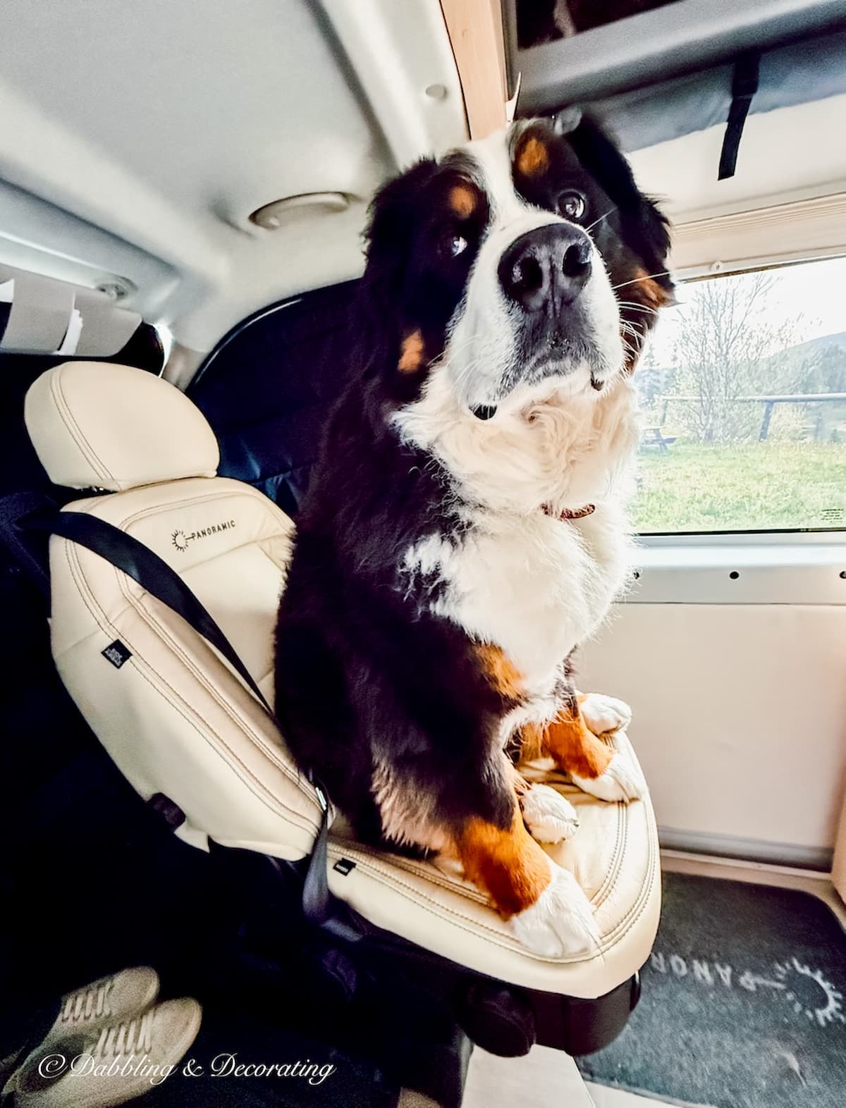 Bernese Mountain Dog in front seat of RV Adorable Look.