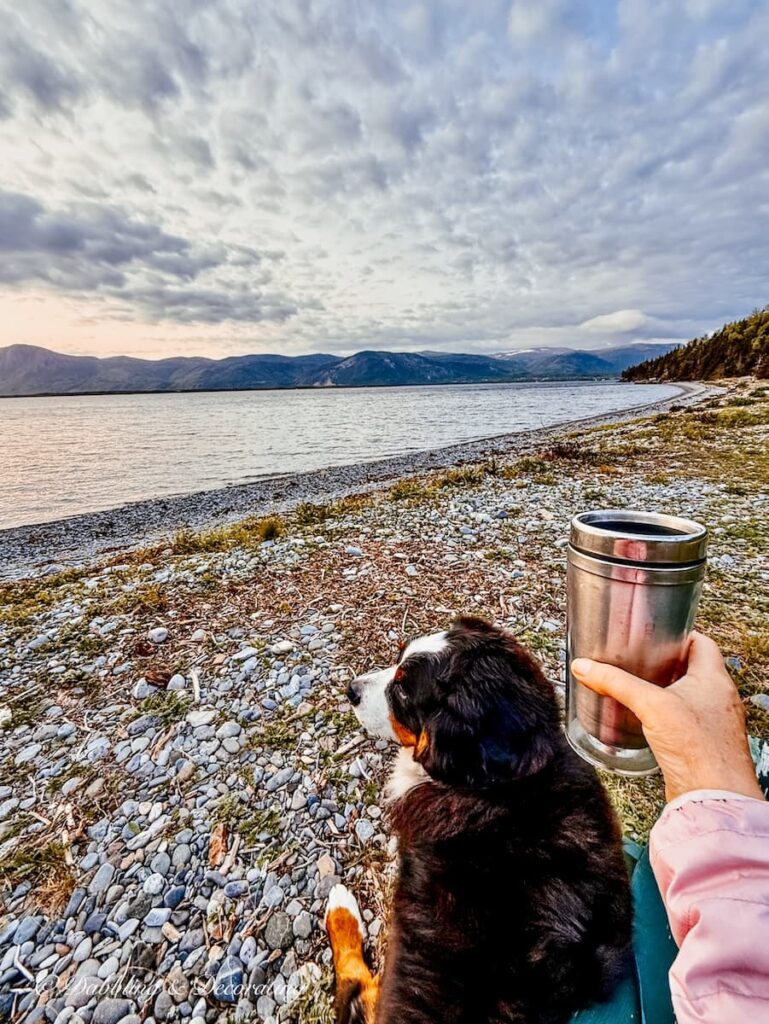 Bernese Mountain dog and hand with coffee mug at Blow Me Down Beach in Newfoundland