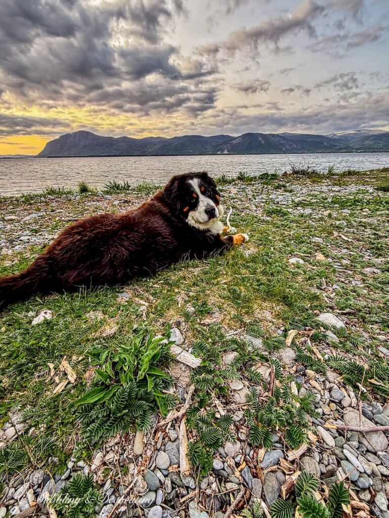 Bernese Mountain Dog at Blow Me Down Provincial Park Beach at sunrise.