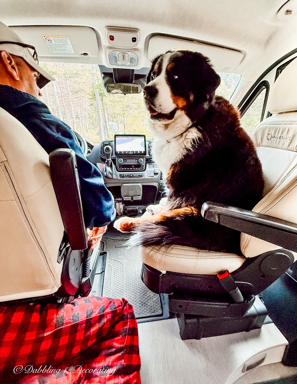 Bernese Mountain Dog in front seat of RV with sassy look to driver.