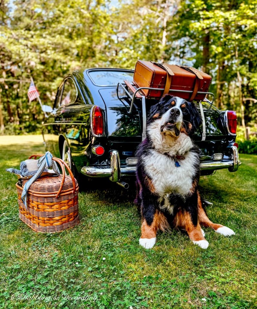 Bernese Mountain Dog posing in front of a vintage car styled for the 4th of July with suitcase, picnic basket and American flag attached to the antenna in backyard.