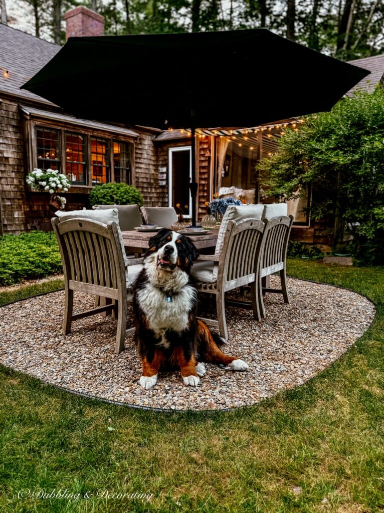 Bernese Mountain Dog in front of outdoor teak table and chairs weathered in New England Home styling for the fourth of July.