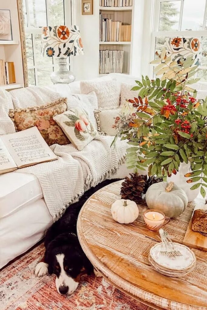 Bernese Mountain Dog lying on cozy fall sunroom rug with white couch layered in vintage pillows and blankets and pumpkins on coffee table.