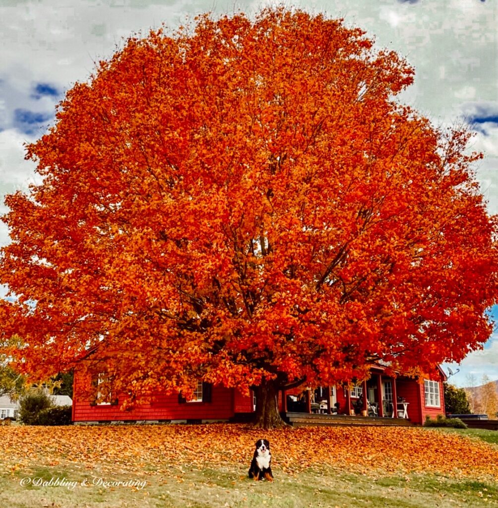 Bright orange maple tree with Bernese Mountain dog on a Vermont fall weekend during peak foliage.