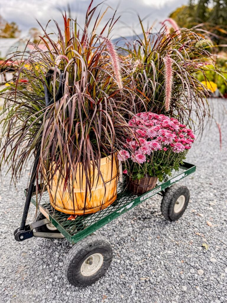 Purple Fountain Grass with amethyst asters in cart at farm stand.