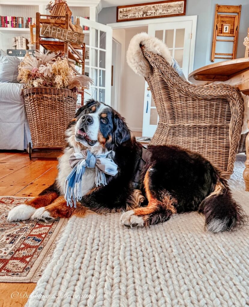 Bernese Mountain Dog with blue cashmere scarf in vintage styled home.