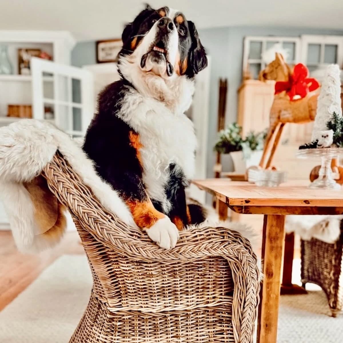 Bernese Mountain Dog sitting in wicker dining room chair draped in sheepskin decor ideas.