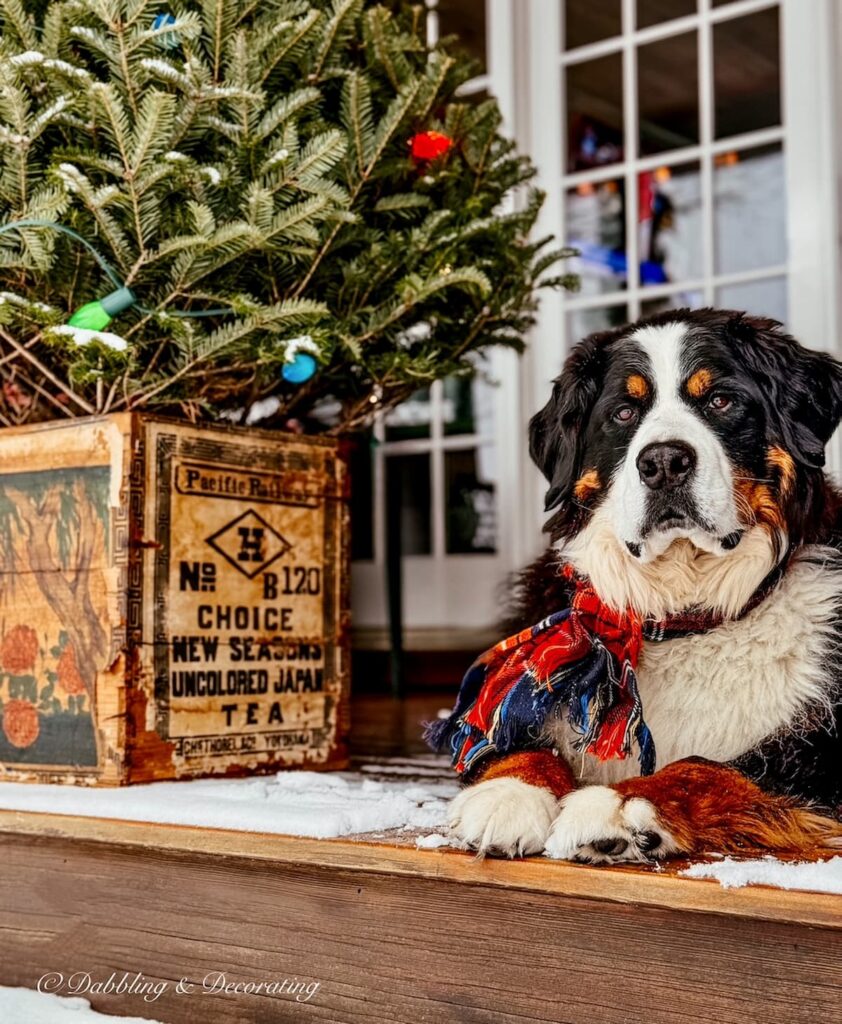 Bernese Mountain Dog with plaid scarf next to Après Ski Christmas Porch Decor on Vermont home in the snow.
