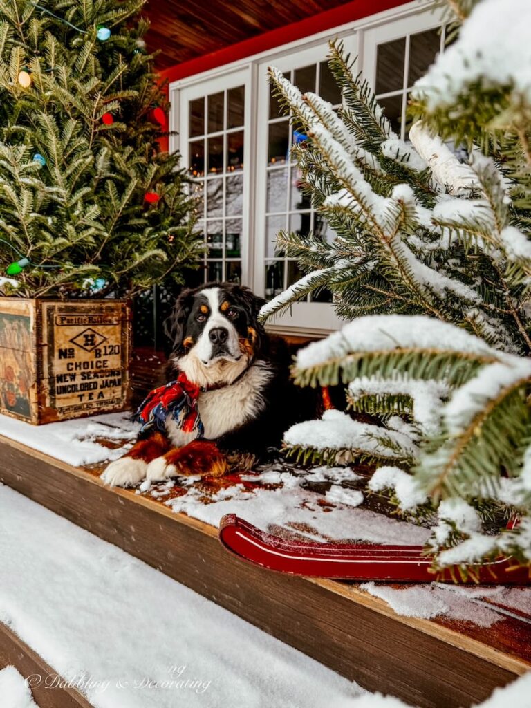 Bernese Mountain Dog with plaid scarf next to Après Ski Christmas Porch Decor on Vermont home in the snow.