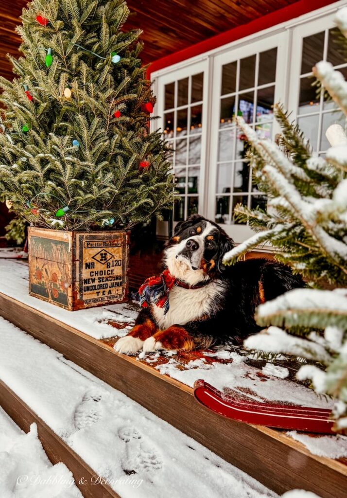 Bernese Mountain Dog with plaid scarf next to Après Ski Christmas Porch Decor on Vermont home in the snow.