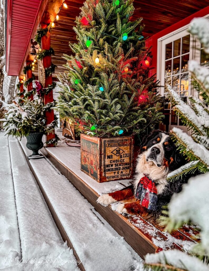 Après Ski Christmas Porch Decor: Vintage Ski Lodge Style In The Vermont Mountains with a Bernese Mountain Dog, snow, retro-inspired Christmas tree in vintage crate, snowshoes and evergreen planters in the snow