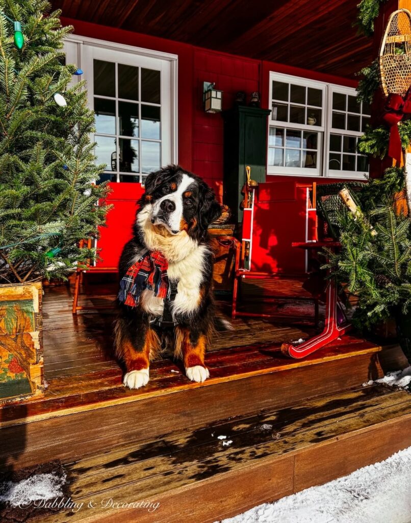 Bernese Mountain Dog with plaid scarf and tilted head on an Après Ski Christmas styled Porch.