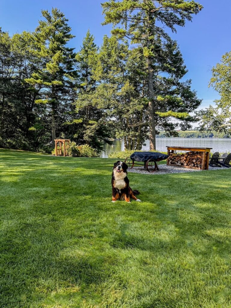 Bernese Mountain Dog Ella on the grounds of the Wolf Cove Inn in front of Tripp Lake in Poland, Maine.