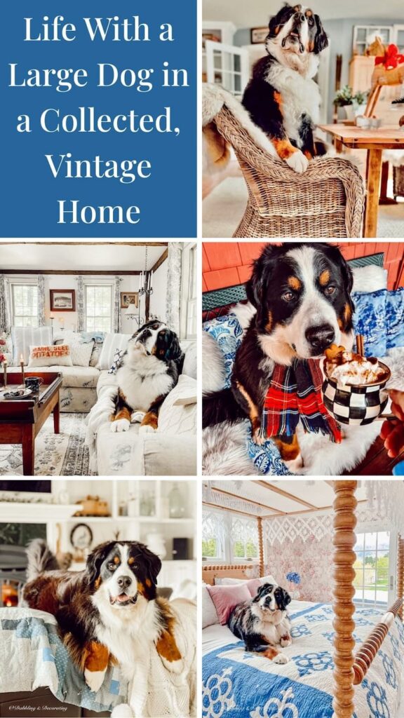 Life With a Large Dog in a Collected, Vintage Home photo collage of a Bernese Mountain Dog.
