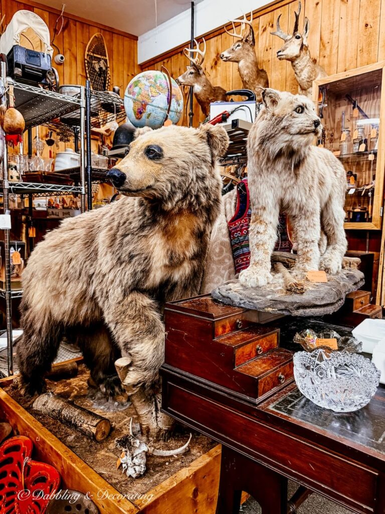 Taxidermy bear and cub at Vermont Antique Mall in vendor booth.