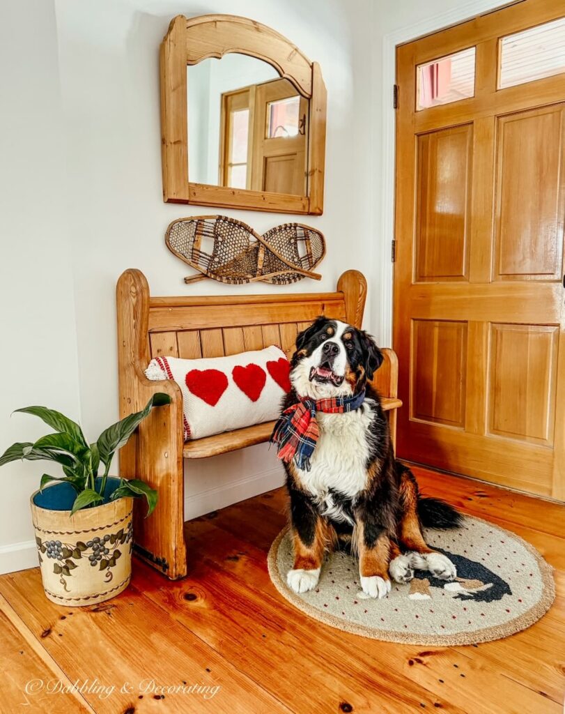 Church pew bench entryway with Bernese Mountain Dog posing on Rug next to Valentine's Day pillow and blueberry bucket with plant, snowshoes and Mirror on wall next to wooden door.