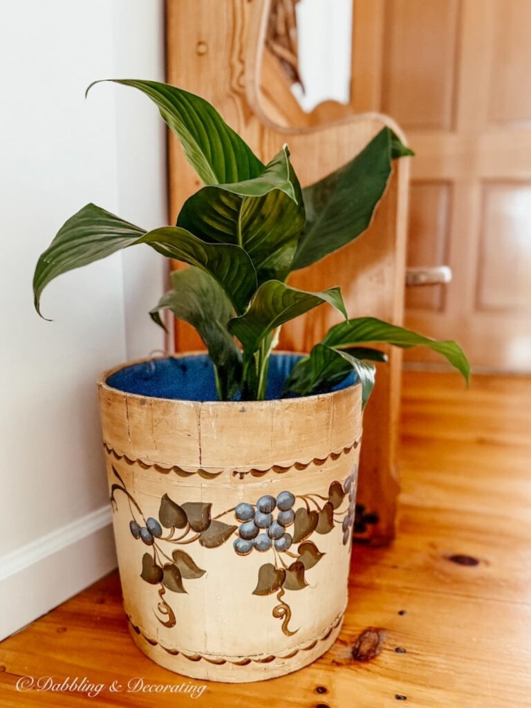 Vintage Blueberry bucket with green plant next to church pew bench entryway.