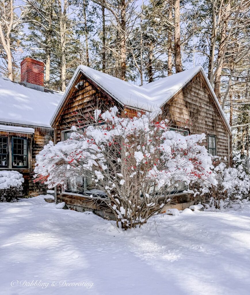 Cedar Shakes home with snowy winterberry bush in backyard at home in Maine.