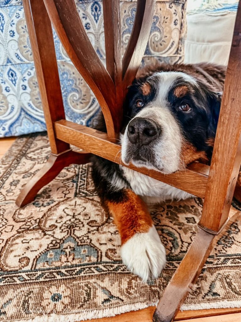 Life With a Large Dog, a Bernese Mountain dog lying on a vintage Turkish rug underneath a marble table in the living room.