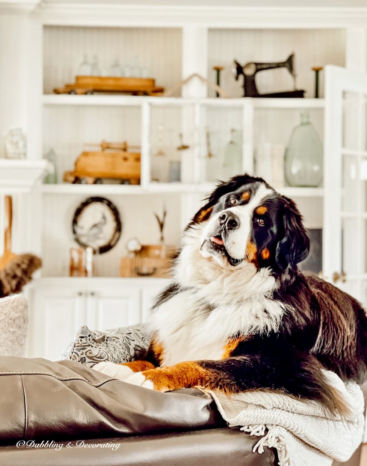 Life With a Large Dog, aBernese Mountain dog on top of leather couch in front of vintage styled built-in bookshelves.