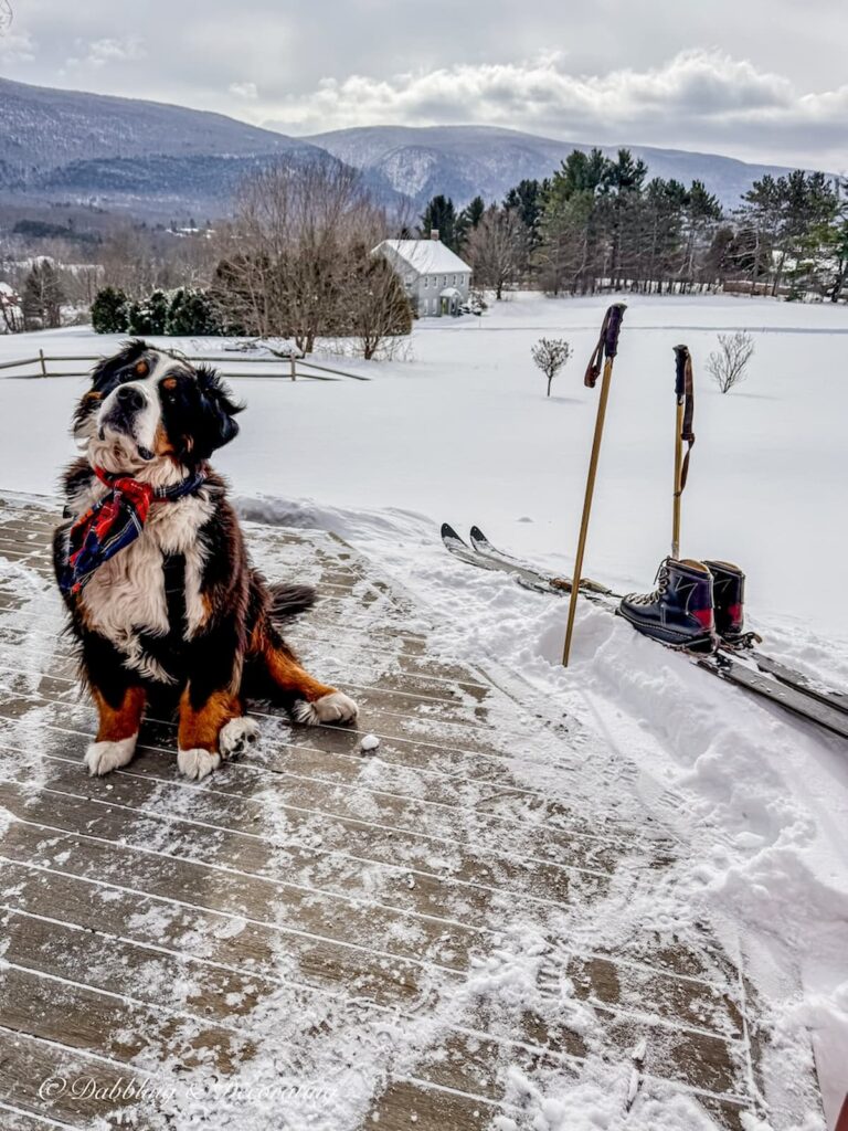 Bernese Mountain dog with plaid scarf posing on winter Vermont home's deck with vintage skis, boots and poles after large snow storm in with grand mountain views.