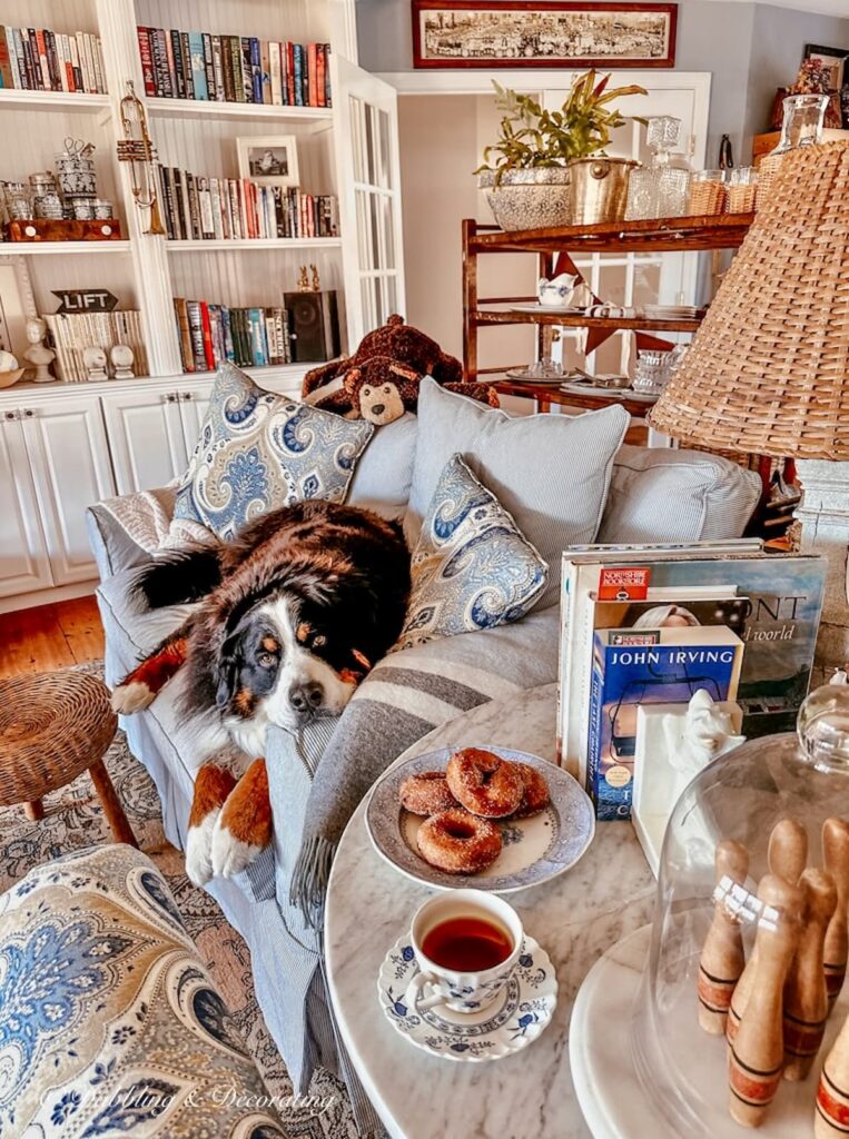 Life with a large dog, a Bernese Mountain Dog lying on love seat eyeing a plate of donuts on a marble side table during a Sunday home vibe moment.
