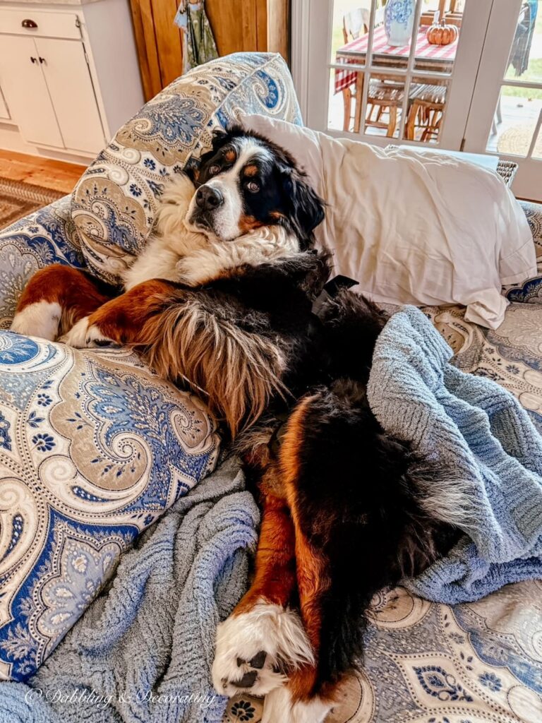 Bernese Mountain dog cozy on blue paisley couch with blue blanket and pillow: Life With a Large Dog.