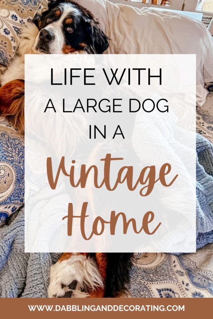 Life with a Large Dog in a Vintage Home