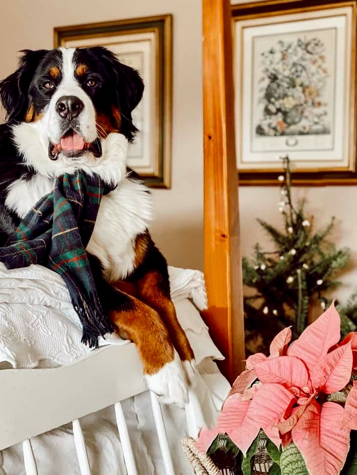 Bernese Mountain Dog with plaid scarf posing on four poster bedroom in Christmas styled bedroom