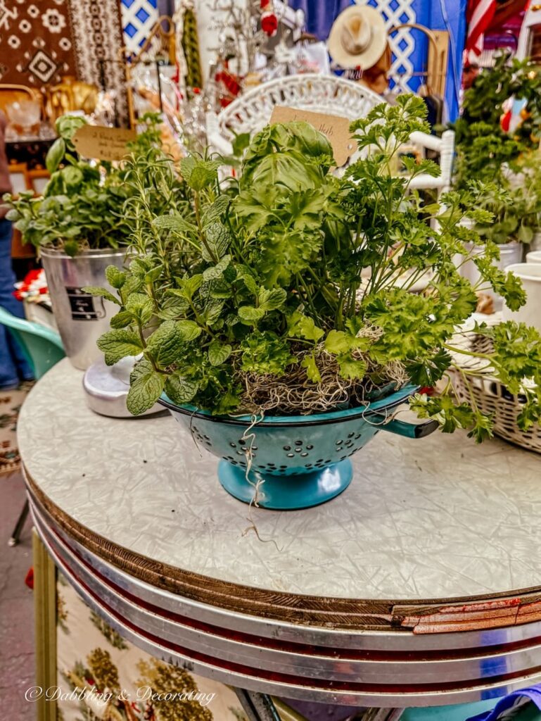Turquoise kitchen colander with herbs growing in it inside a vintage booth at Vintage Market Days.
