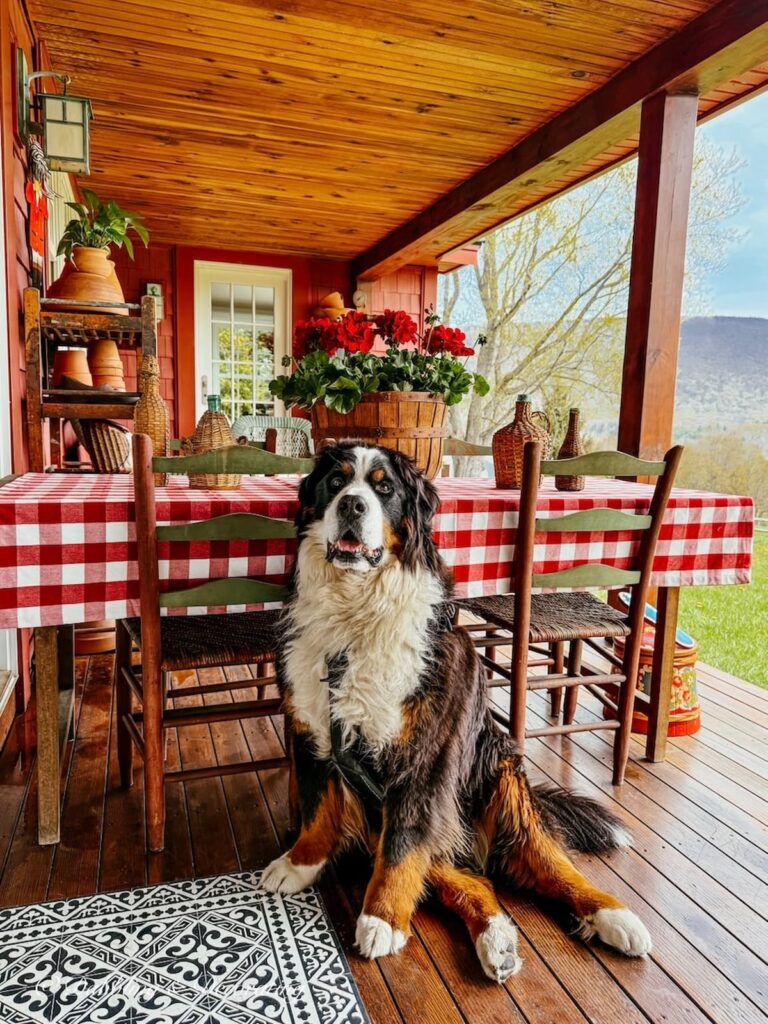 Covered porch table with red gingham tablecloth, vintage demijohns and a round crate filled with red geraniums for spring and Bernese Mountain Dog posing in front of it all.