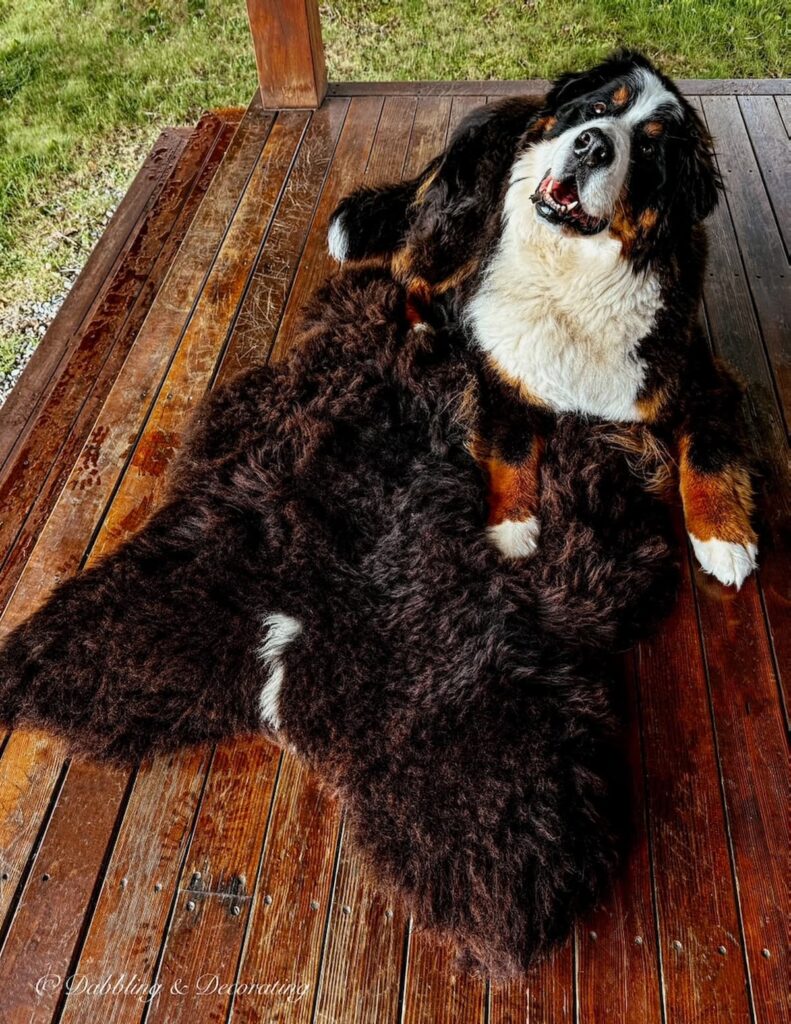 Bernese Mountain Dog with gorgeous black sheepskin on porch with a little white tail in the summer.
