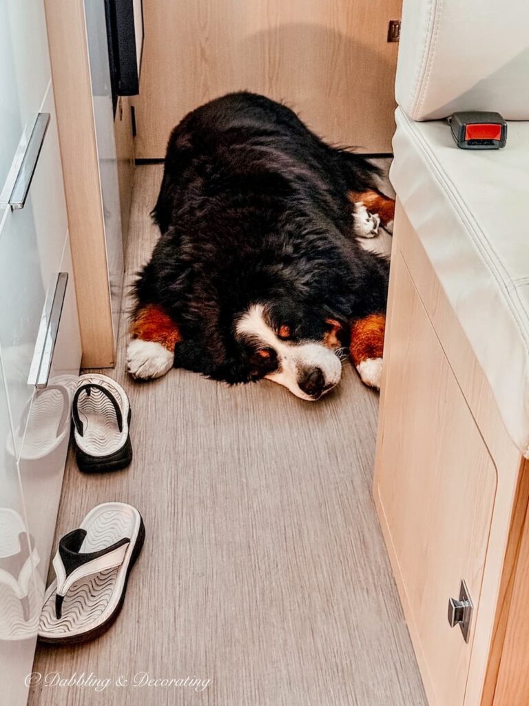 A Bernese Mountain dog sleeping on the floor of an RV next to a pair of sandals while boondocking at Owl's Hoot Barn in Coxsackie, NY.