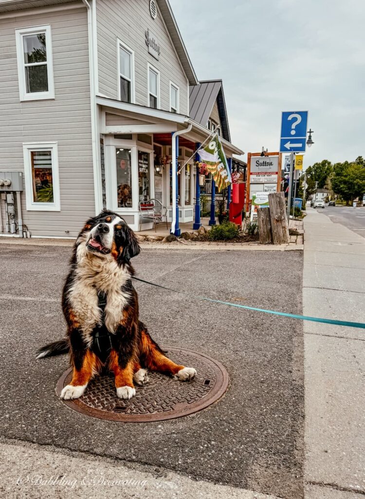 Bernese Mountain Dog on streets of Bomont while on an antiquing road trip in Quebec.