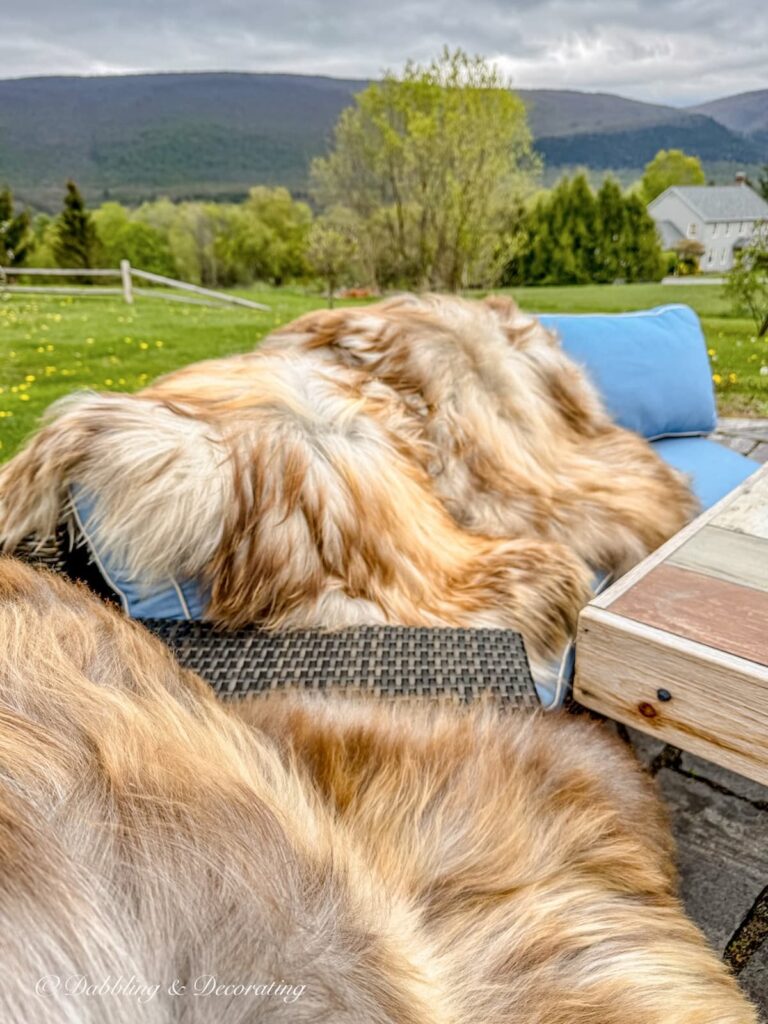 Rare sheepskins in foxy colors draped over backyard fire pit in the spring in the Vermont mountains.