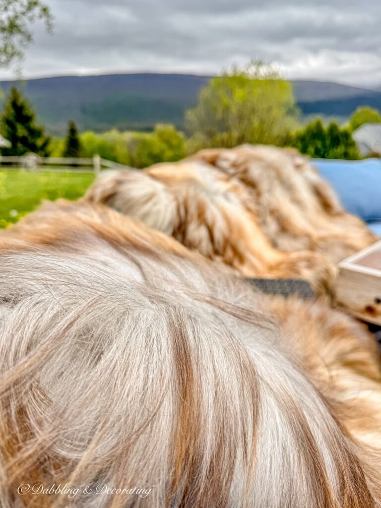 Rare sheepskins close up of foxy British sheepskins draped over outdoor fire pit sectional seating in the mountains. 