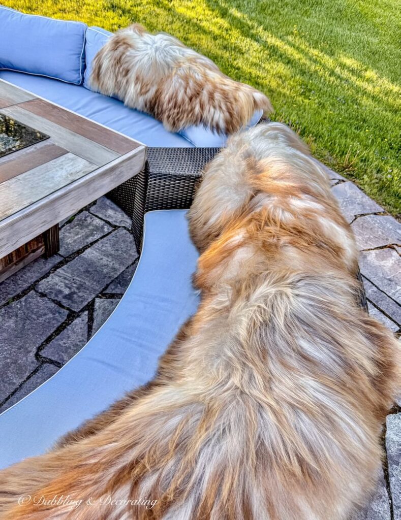 Backyard gas fire pit and patio with with blue sectional seating and rare foxy colored luxe sheepskins.