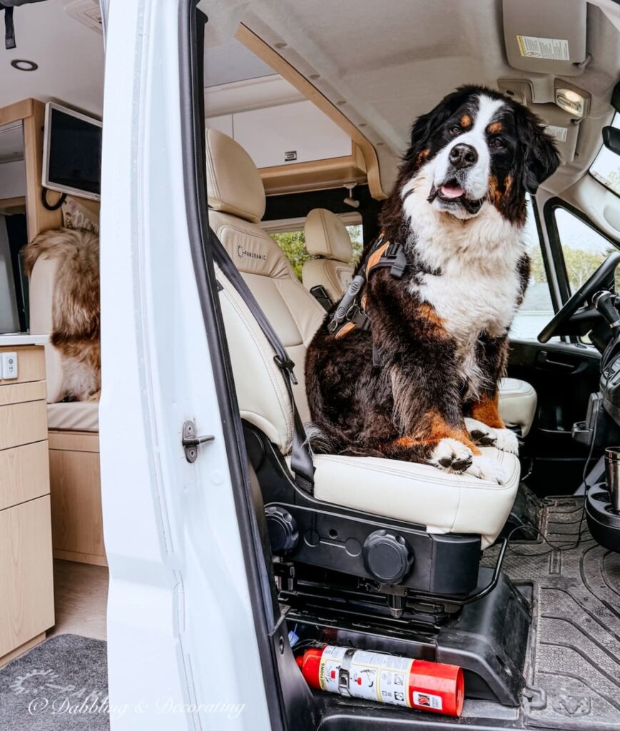 Bernese Mountain Dog, Ella riding shot gun on a solo female rving trip to Amish country.